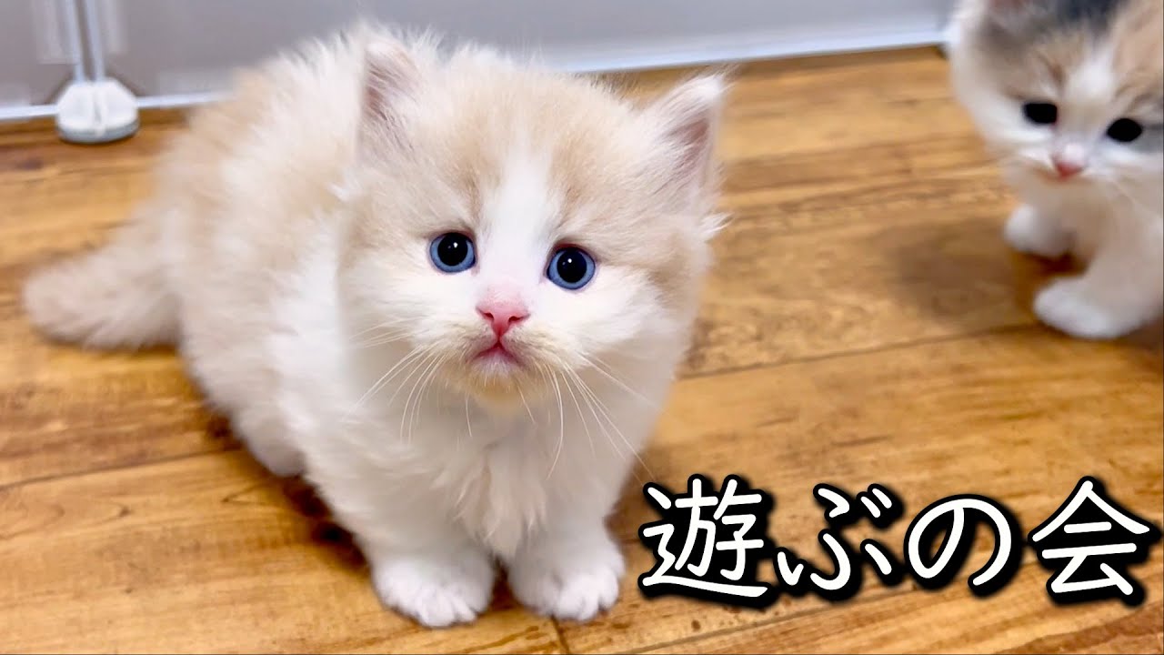 【マンチカンの子猫】みんなでお外で遊ぶの会を行った件 ∼猫のいる生活Vol.780~ 出産動画 マンチカン短足・ミヌエット・ペルシャ猫専門ブリーダー『ペット蔵人』【子猫の成長記録】