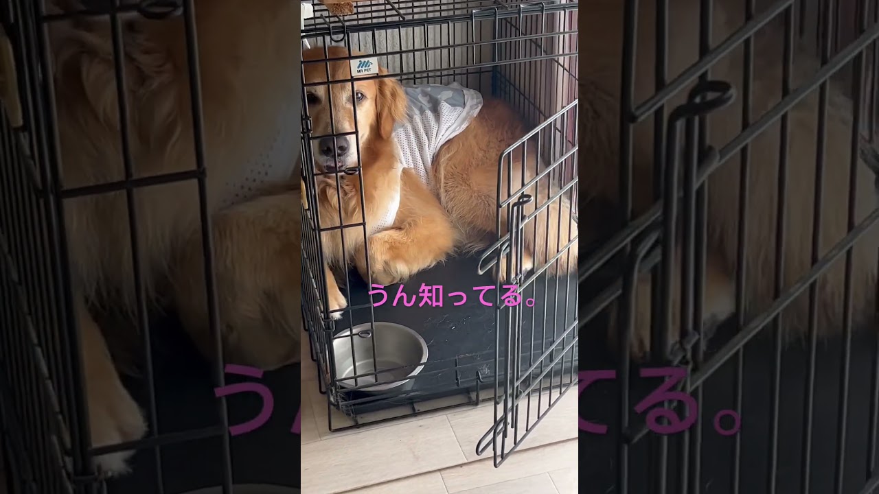 演技派なゴールデンレトリバー！ #ゴールデンレトリバー #セラピードッグ #ソマリ #大型犬のいる生活