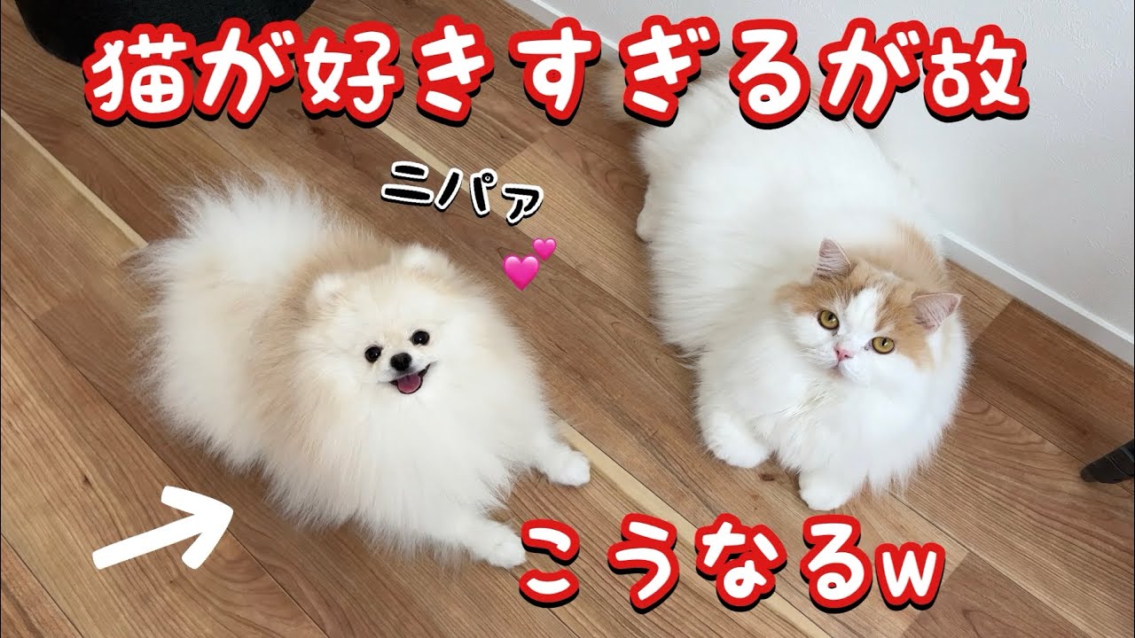 猫のことが大好きすぎる犬はこんな行動をとります！w