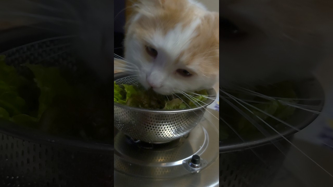 レタス大好きな猫#ラガマフィン#大型猫