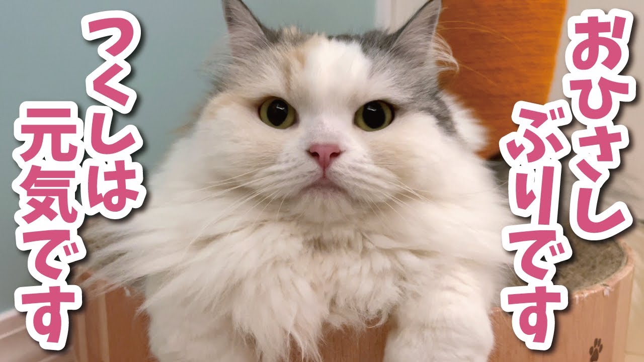 今日から動画復活するでぇぇぇぇぇぇ！！！