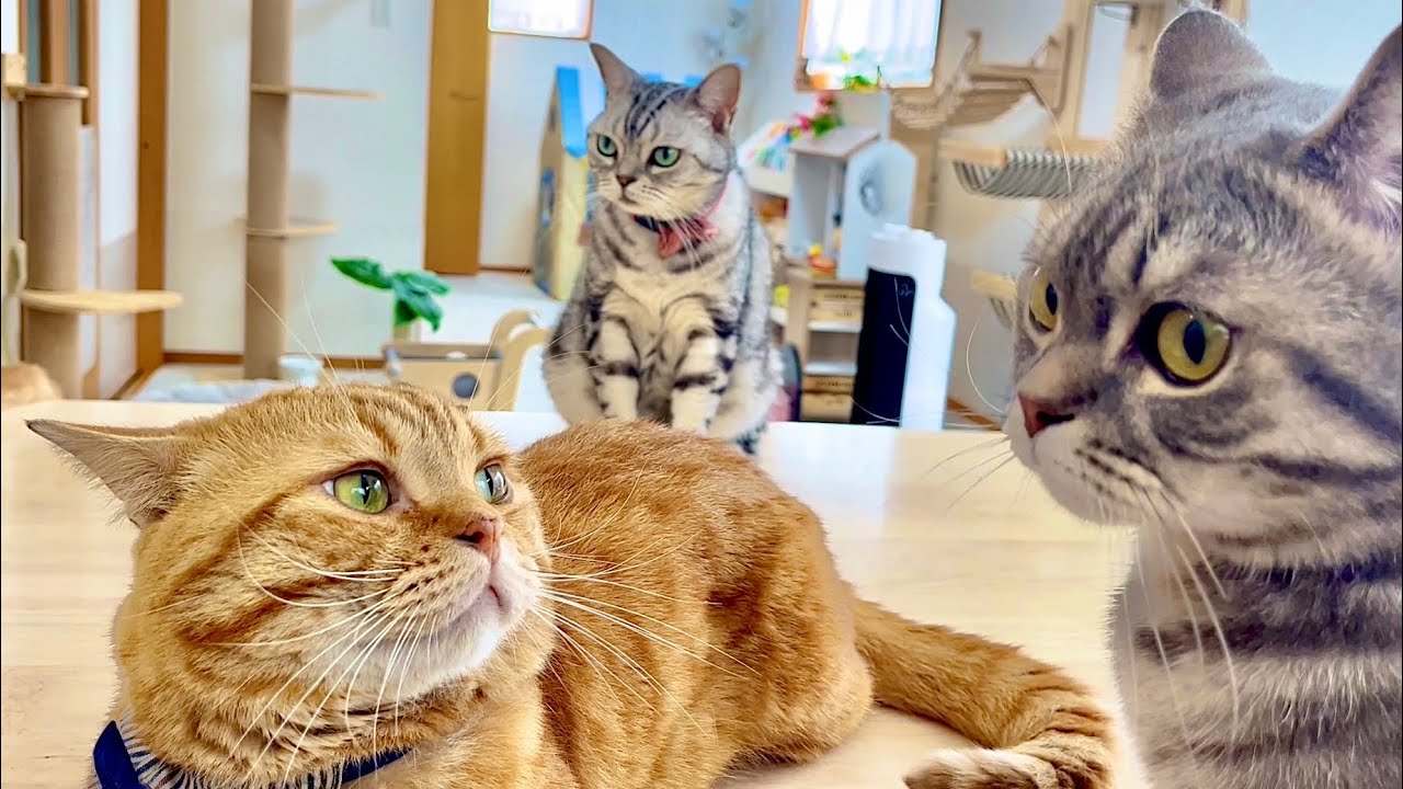 ねこもふ家の平和なごはんタイム #猫 #マンチカン