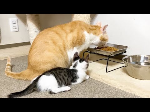 先住猫の食事中も離れない保護子猫