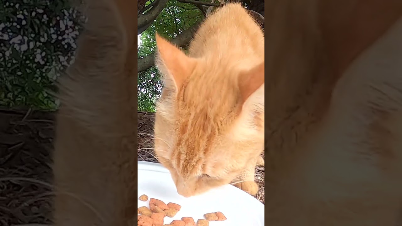 地域猫　茶猫ちゃみ　にごはんをあげました。I gave food to the local cat Brown Cat Chami Black Cat Luna. Vol.679-1