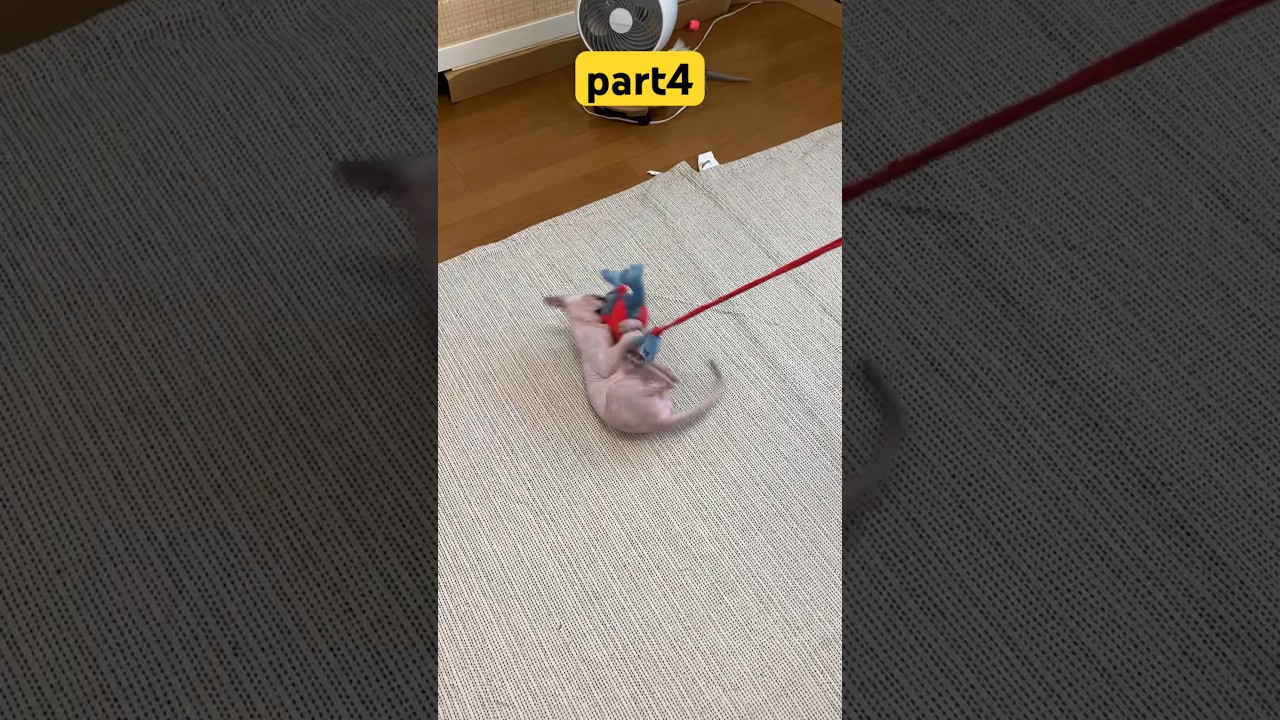 スフィンクスの遊びがまるでスタントマン　その4