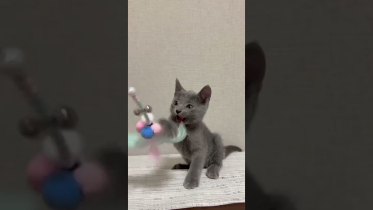 ロシアンブルー 可愛い女の子！