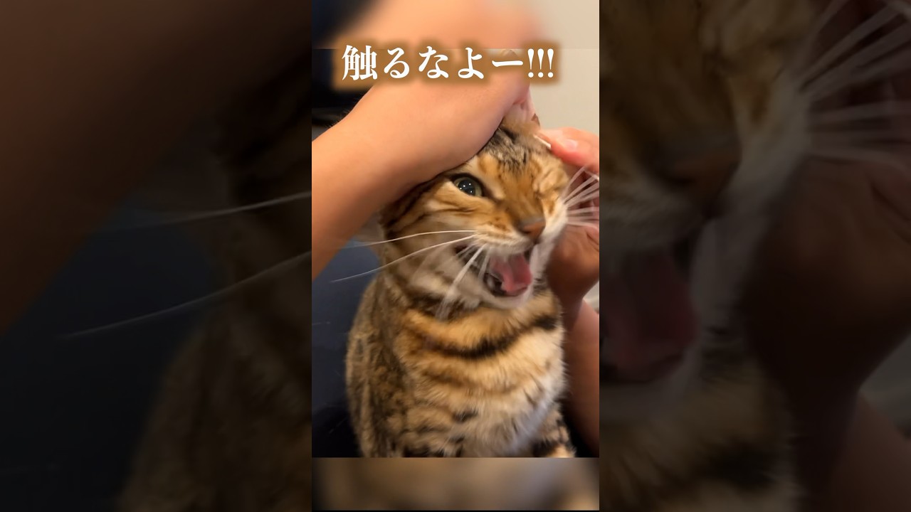 耳掃除を絶望的に嫌がるネコ  #ベンガル #ルトロゼ #猫