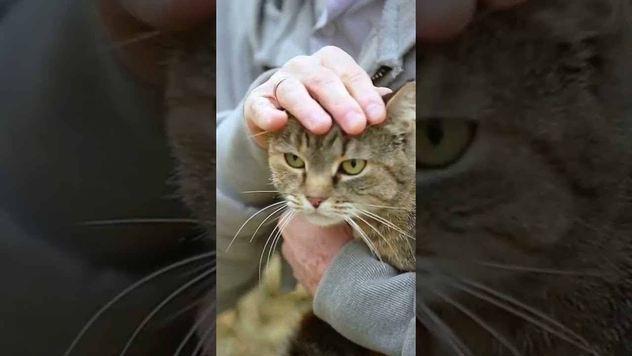 Common signs that your cat may be in pain !