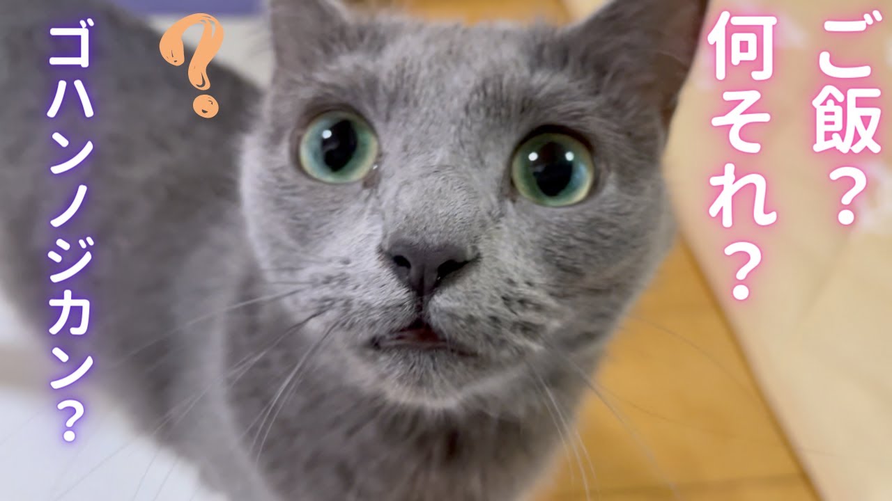 一瞬🍚記憶喪失になった猫（ロシアンブルー）