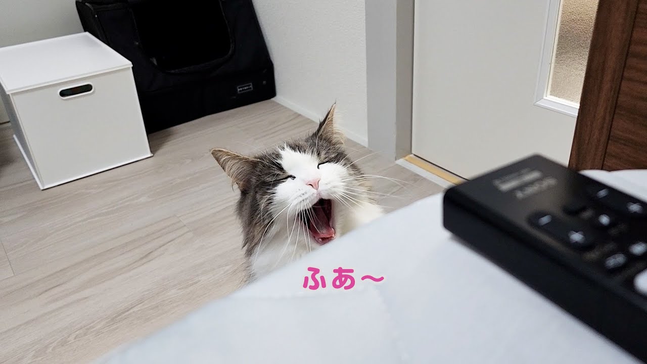 いろんな表情を見せる猫がめちゃカワイイ