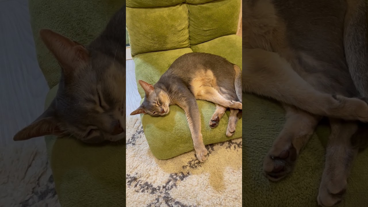 猫に座椅子を奪われた者の末路 #shorts #猫 #アビシニアン