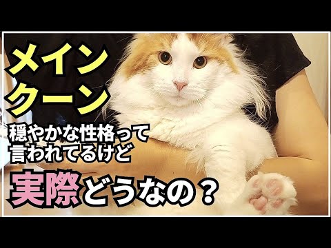 大型猫の日常ってこんな感じ！穏やかな猫は爪切りしても大人しい？【メインクーン】