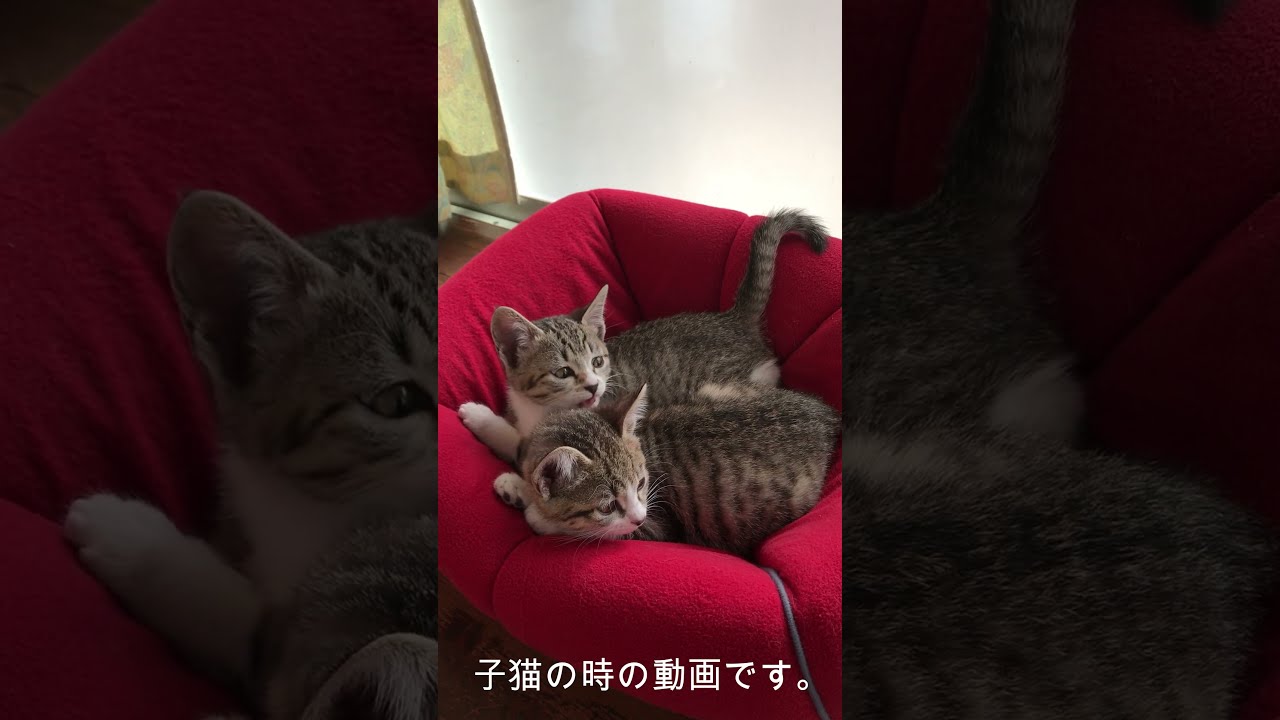 可愛い姉妹ネコ！保護しました。 #shorts