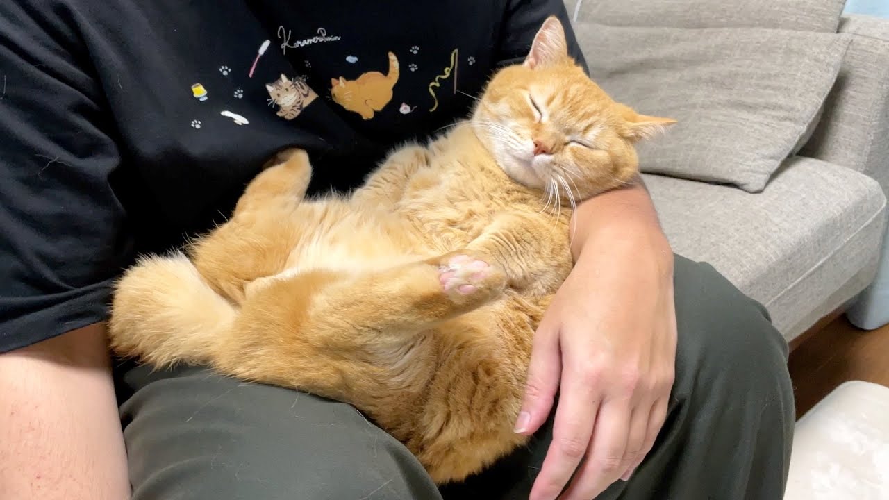 ９歳の赤ちゃんプリン