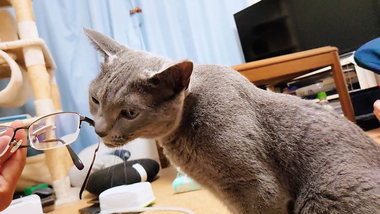 【猫動画】旦那の眼鏡にスリスリしたいロシアンブルー【russianbule】Russian blue that you want to rub against your glasses