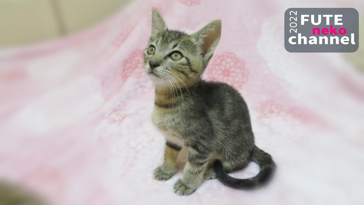 何度も膝に登って来る子猫【保護子猫】