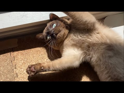 トンキニーズ 【2023/03/03】