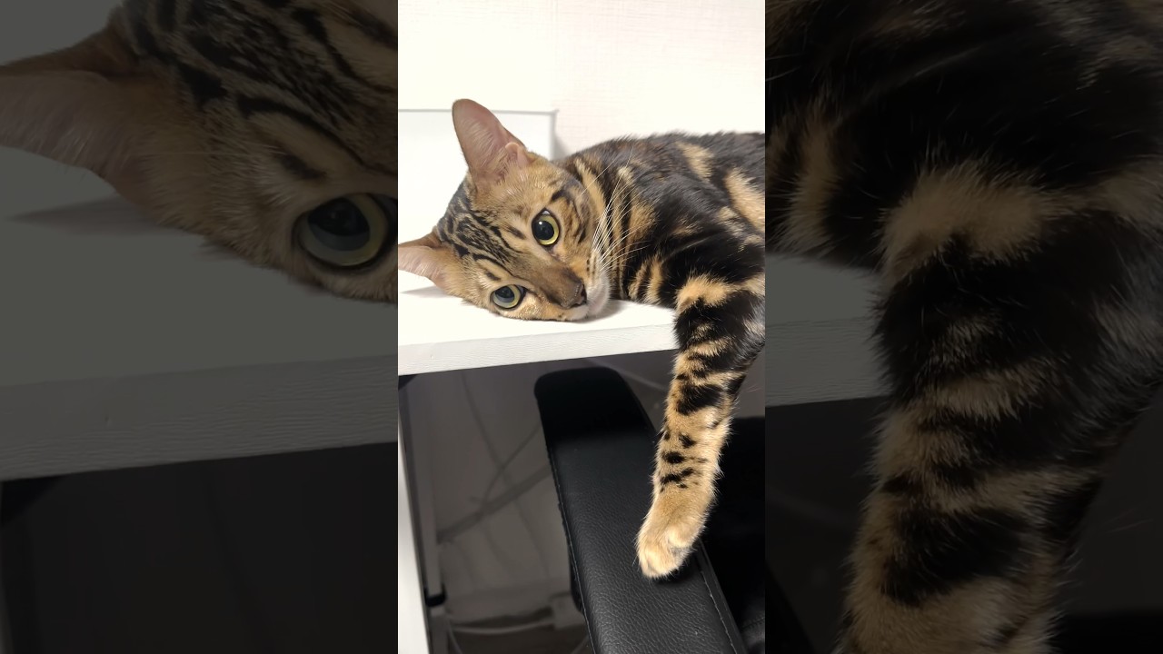 急な夏日に魂を抜かれる子猫 #shorts #ベンガル #ねこりる