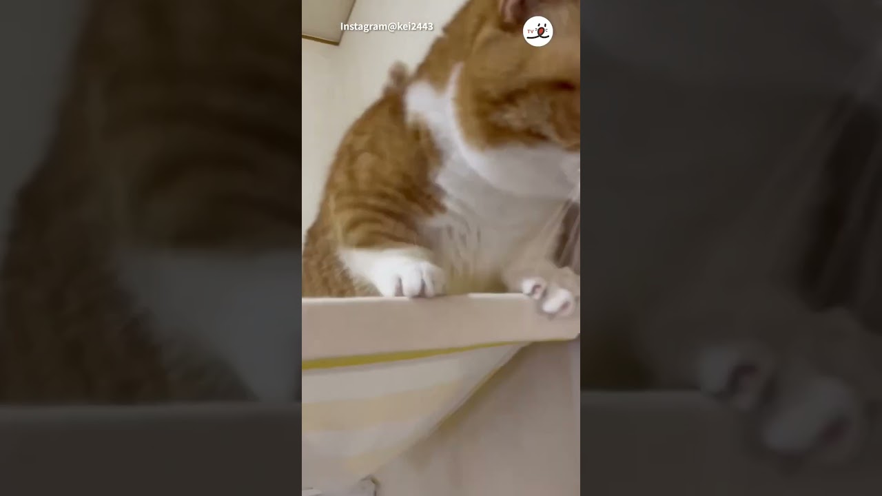 イチコロにされちゃうアピール｜PECO  #マンチカン #munchkin  #猫 #猫動画 #猫のいる暮らし #cat #catlover #catvideos