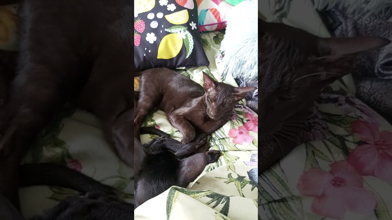 #orientalkittens #leonardo #josie #galina #emerald #dior TWO ORIENTAL SISTERS 🐈😘💋😍🥰💖