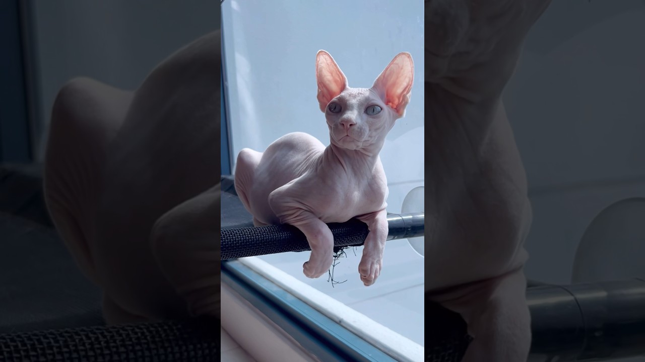 毛のない子猫の日課【スフィンクス猫】