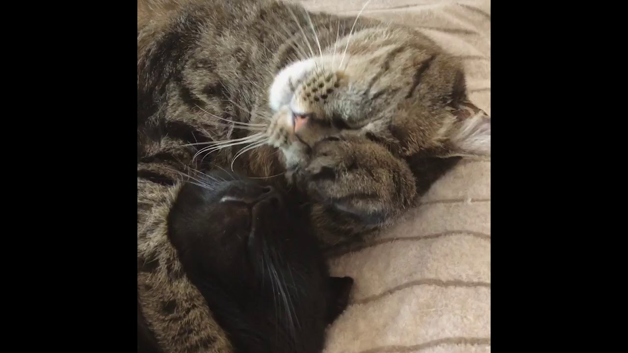 仲良し猫のグルーミング。ついでに…って感じだけどね。