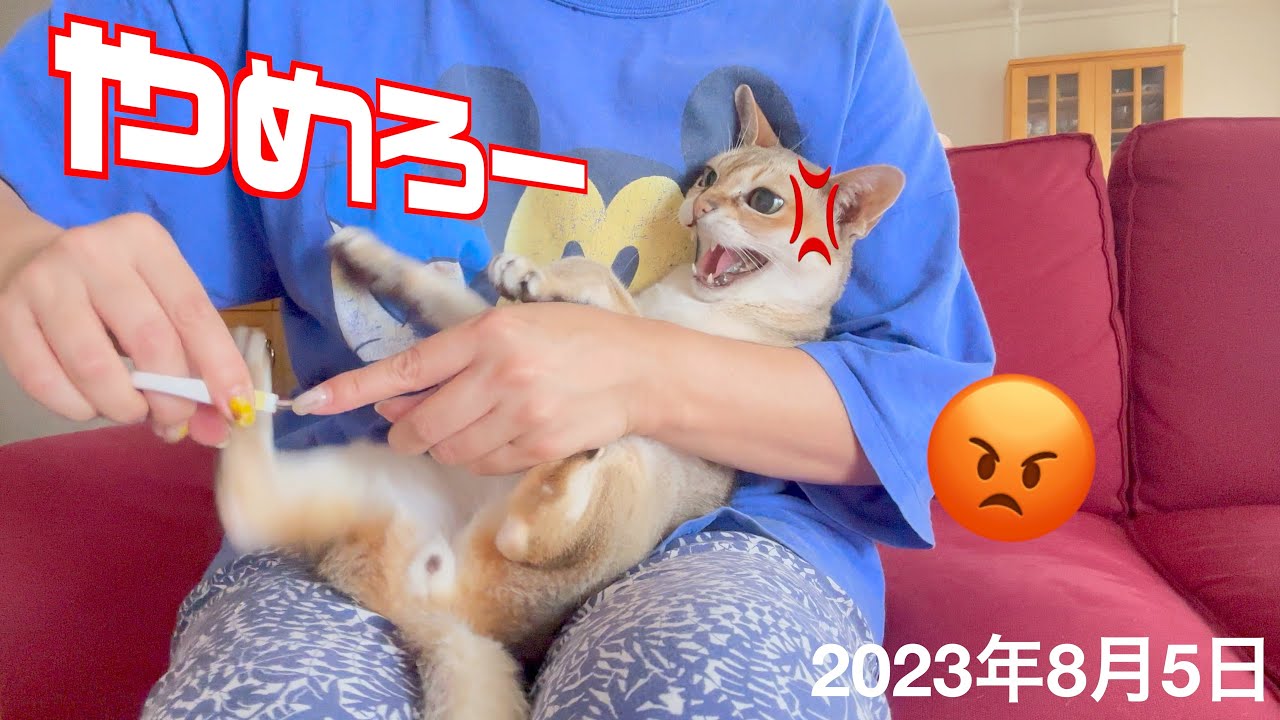 変な鳴き声で抵抗しちゃう爪切り😡シンガプーラ「にゃあ」：2023.08.05   #爪切り #シンガプーラ #猫