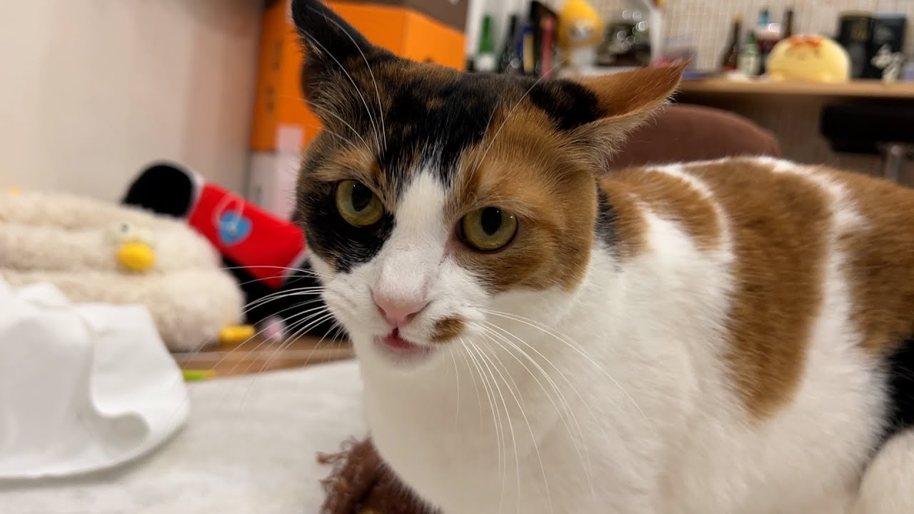 お尻の匂い鑑定員の方に他の猫のお尻のにおいをチェックしてもらいました。