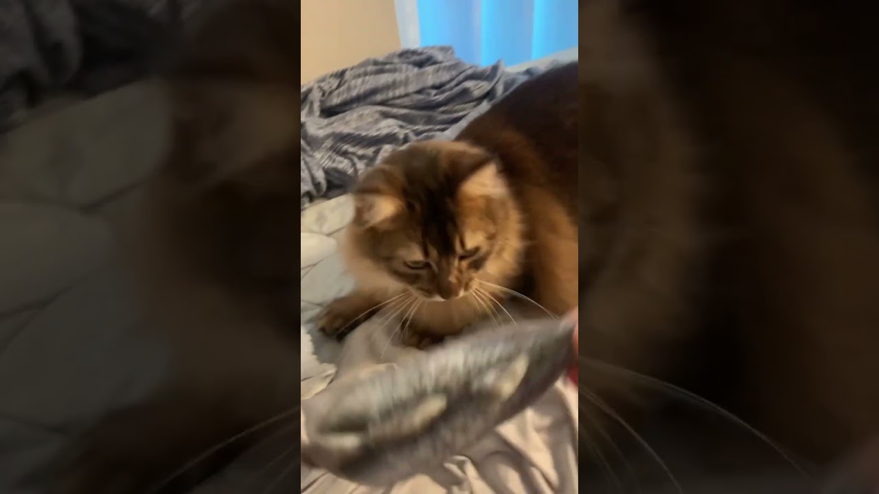 「取ってこい」ができる賢い猫 #ソマリ #ロシアンブルー #しっぽ吸い