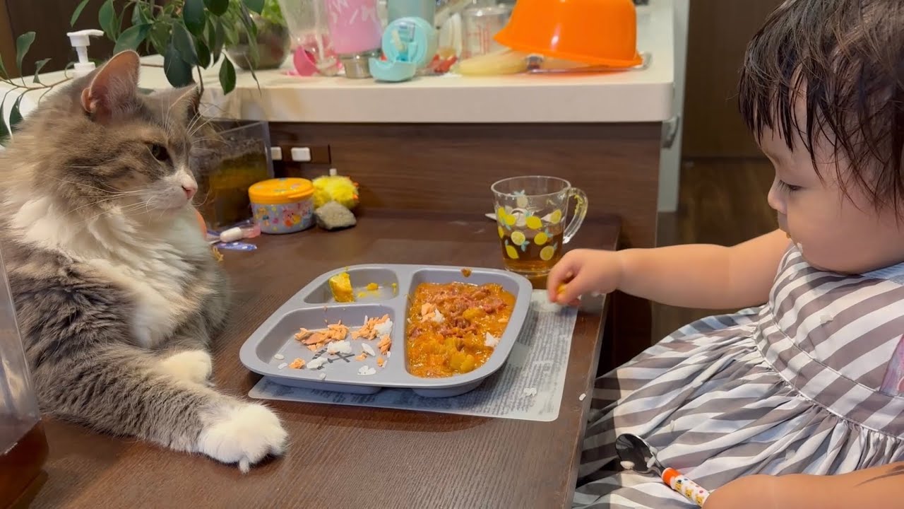 食事を見守る猫　ノルウェージャンフォレストキャットA cat watching over food. Norwegian Forest Cat.