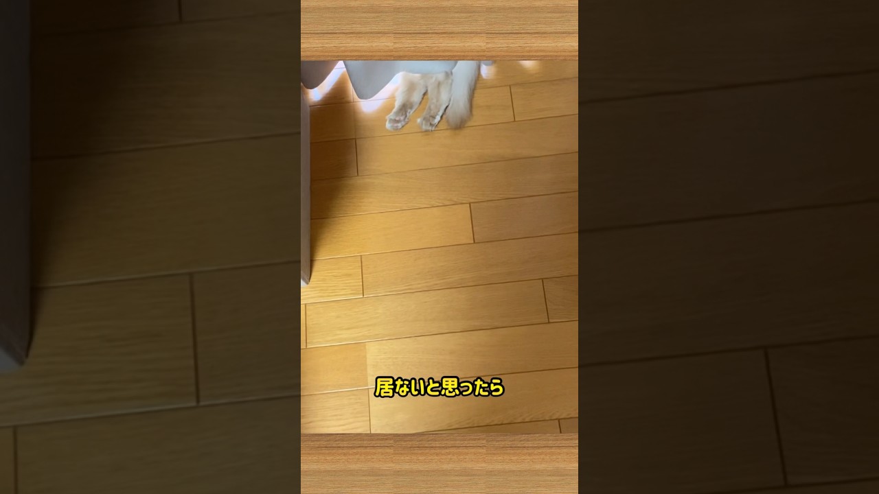 お気に入りの場所。#shorts #猫#ソマリ