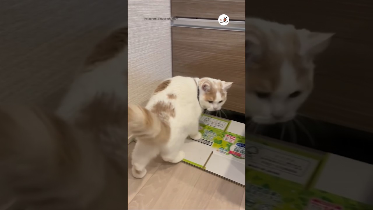 あれ消えた…⁈｜PECO  #ブリティッシュショートヘア #britishshorthair #シンガプーラ #singapura #singapuracat  #子猫 #kitten