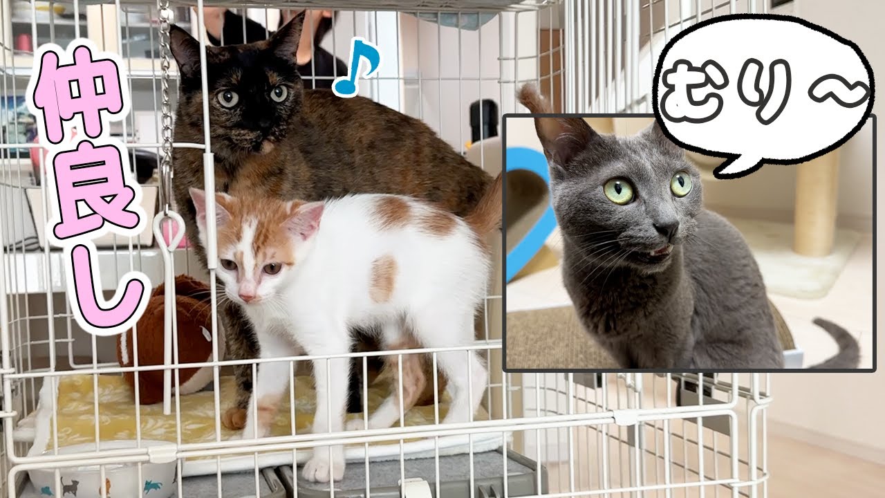 子猫とどんどん仲良くなる先住猫モモとまだ対面出来ない先住猫ハム