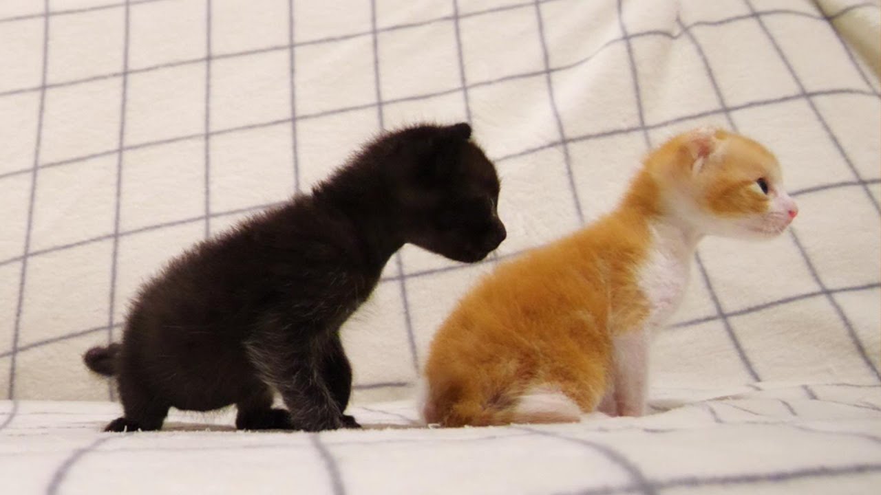 子猫がミルクの順番待ちの列を作るがいつの間にか、かわいい戦いを始めてしまう。【赤ちゃん猫　保護猫】