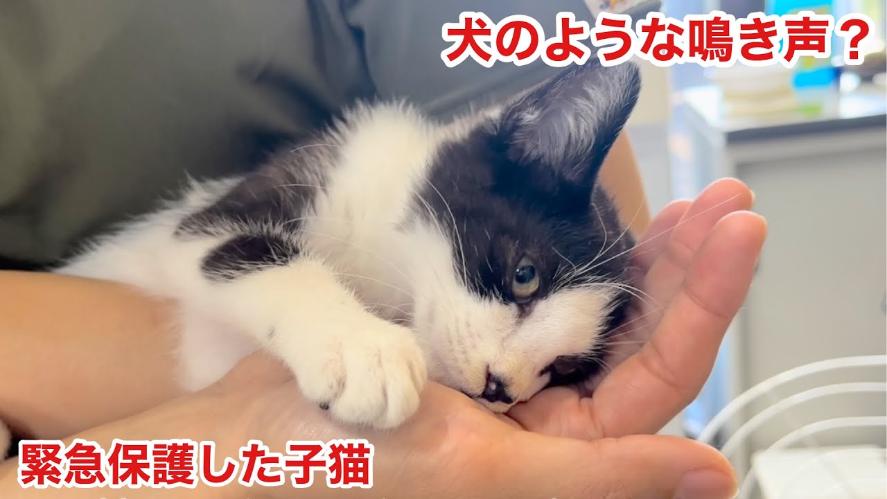 【緊急保護した子猫】犬と暮らしていた？