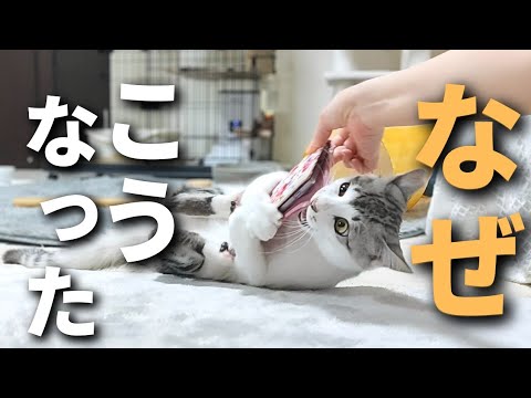 【元保護猫】子猫に猫がリラックスする音楽を聞かせてみたら…。