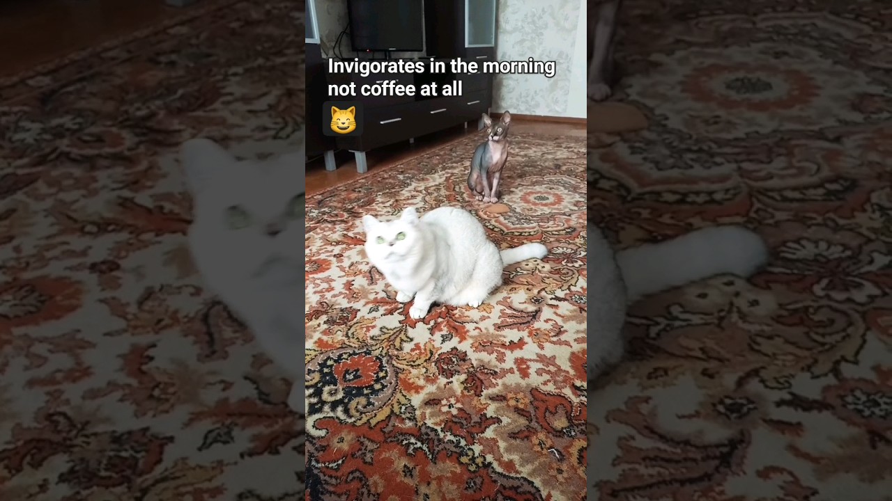 Morning every day😻CATS FUNNY/CUTE ANIMALS VIDEO/FANTASTIC CATS #funny#fantastic#shorts#cat#dog#cute