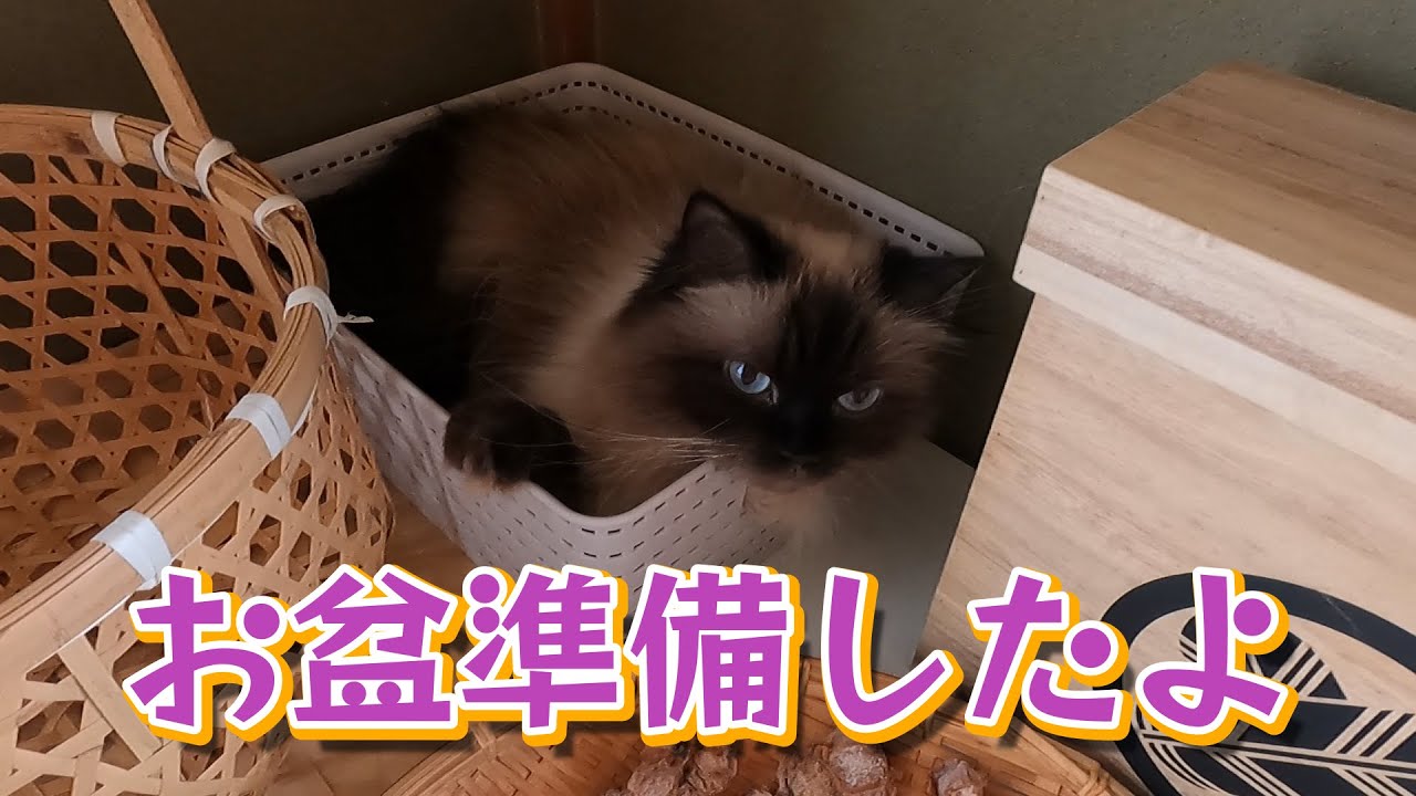 【猫】【お盆】お盆準備とそのチェックをするグラン　　#子猫　#ヒマラヤン　#ラグドール　#猫