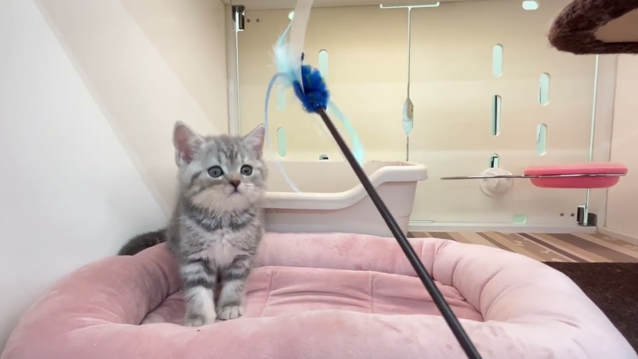 cat ブリティッシュショートヘア