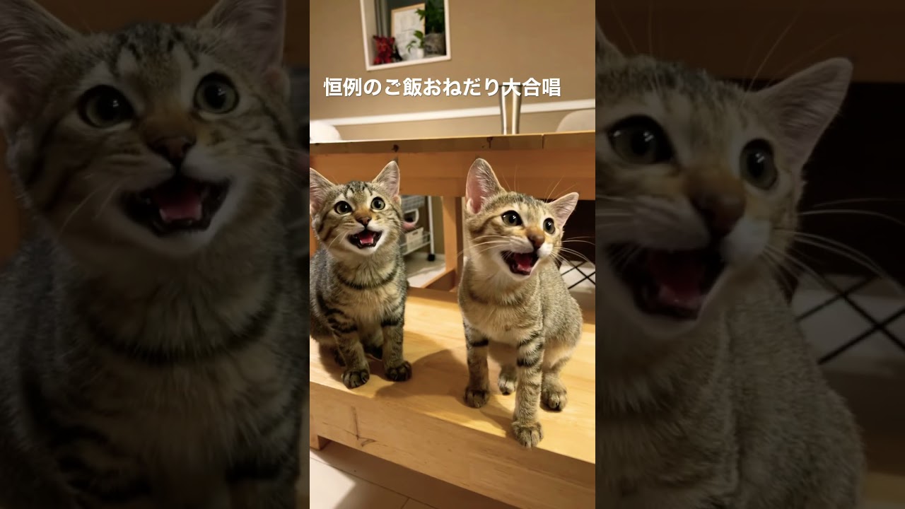 【激かわ】ご飯🍚おねだり大合唱　子猫姉妹#子猫#保護猫#cat