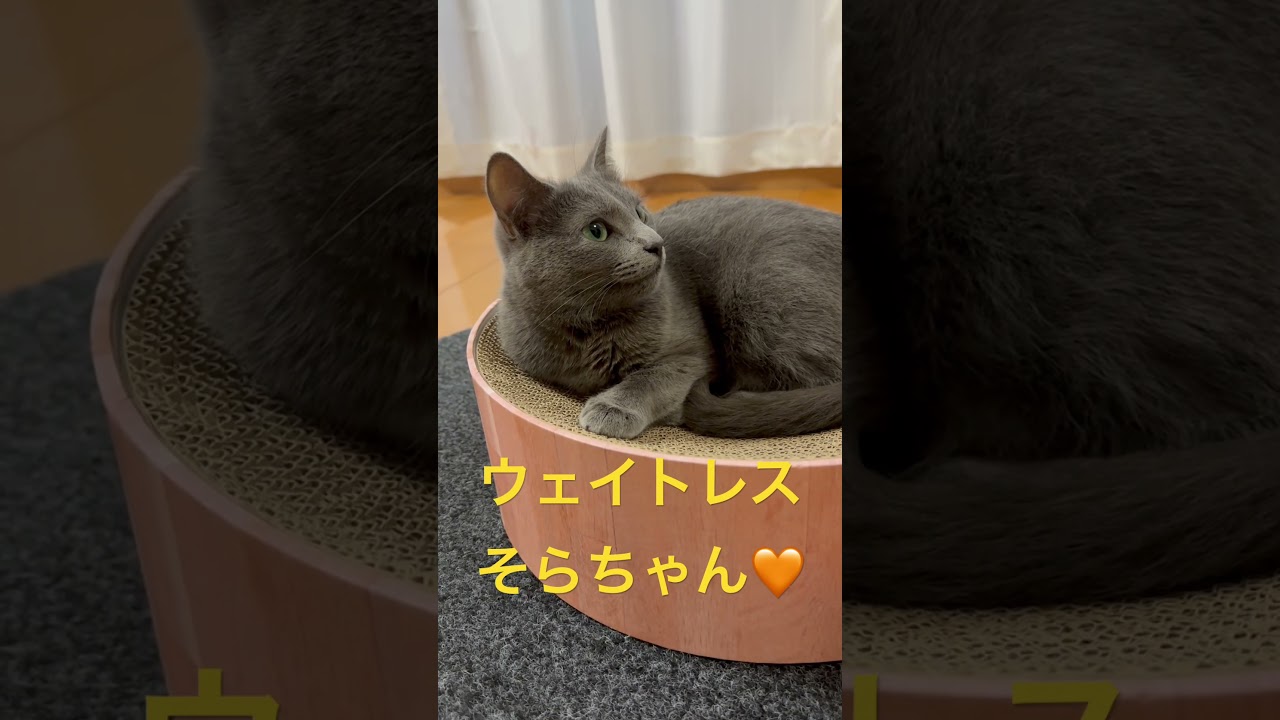 可愛いウェイトレス🧡そらちゃん（ロシアンブルー）#shorts