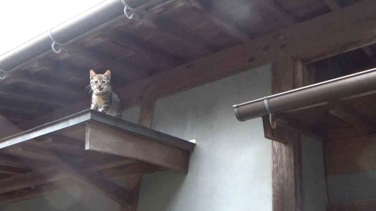 保護した子猫がまた無謀な事をしました