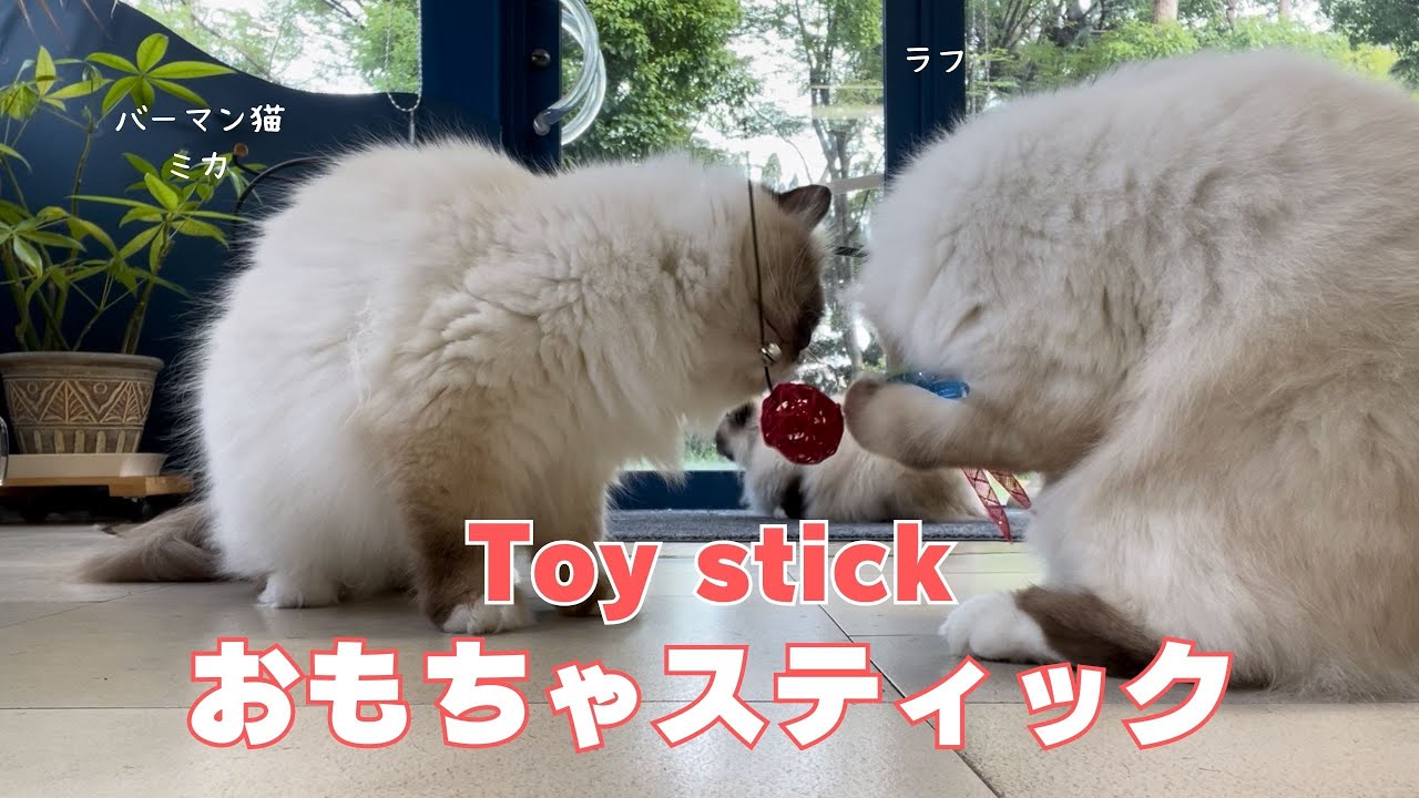 バーマン猫ラフとミカ【おもちゃスティック】Toy stick（バーマン猫）Birman/Cat