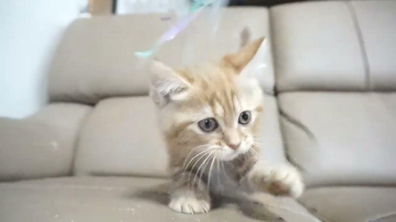 セルカークレックス子猫　2023.6.14産まれ 　レッドタビー　　女の子　シーダキャット猫のお店