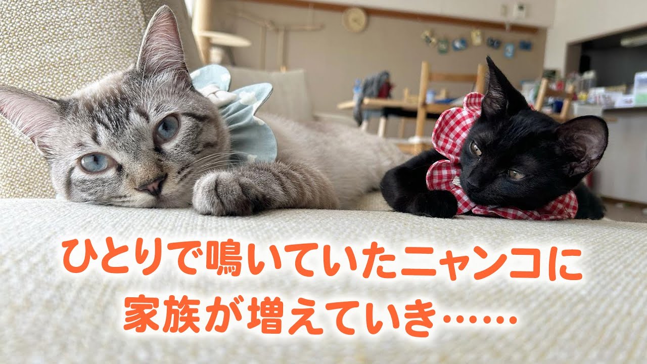 交差点の真ん中で保護された子猫はふわふわになり、お兄さんになりました｜PECO
