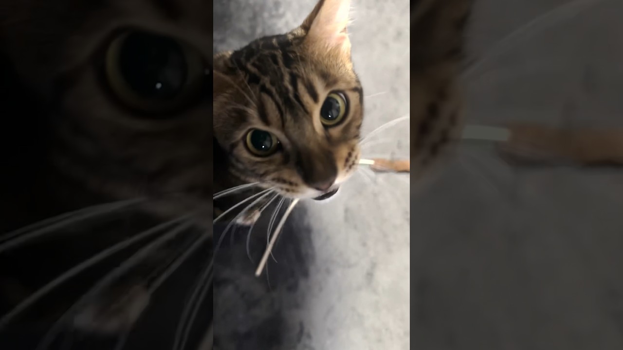 すっごい喋る猫 #shorts #ベンガル #ねこりる