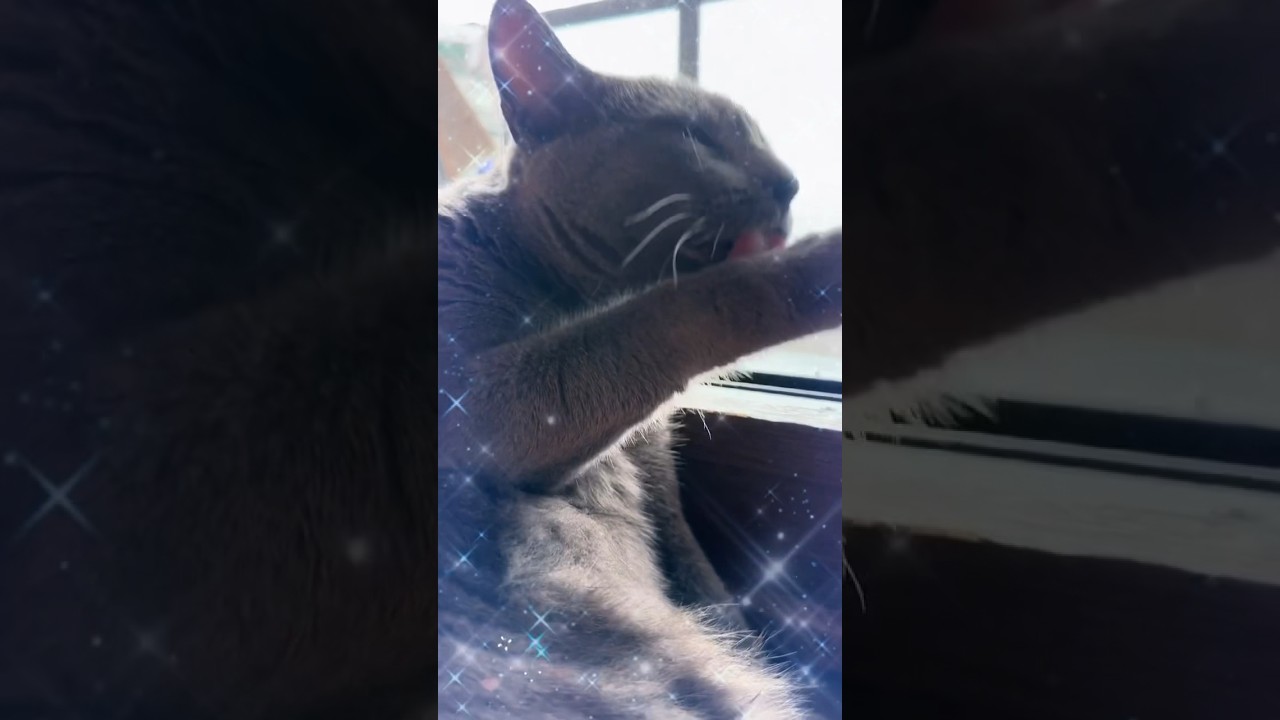 【ロシアンブルー】めろん、まったり毛づくろい🥰【猫】#shorts