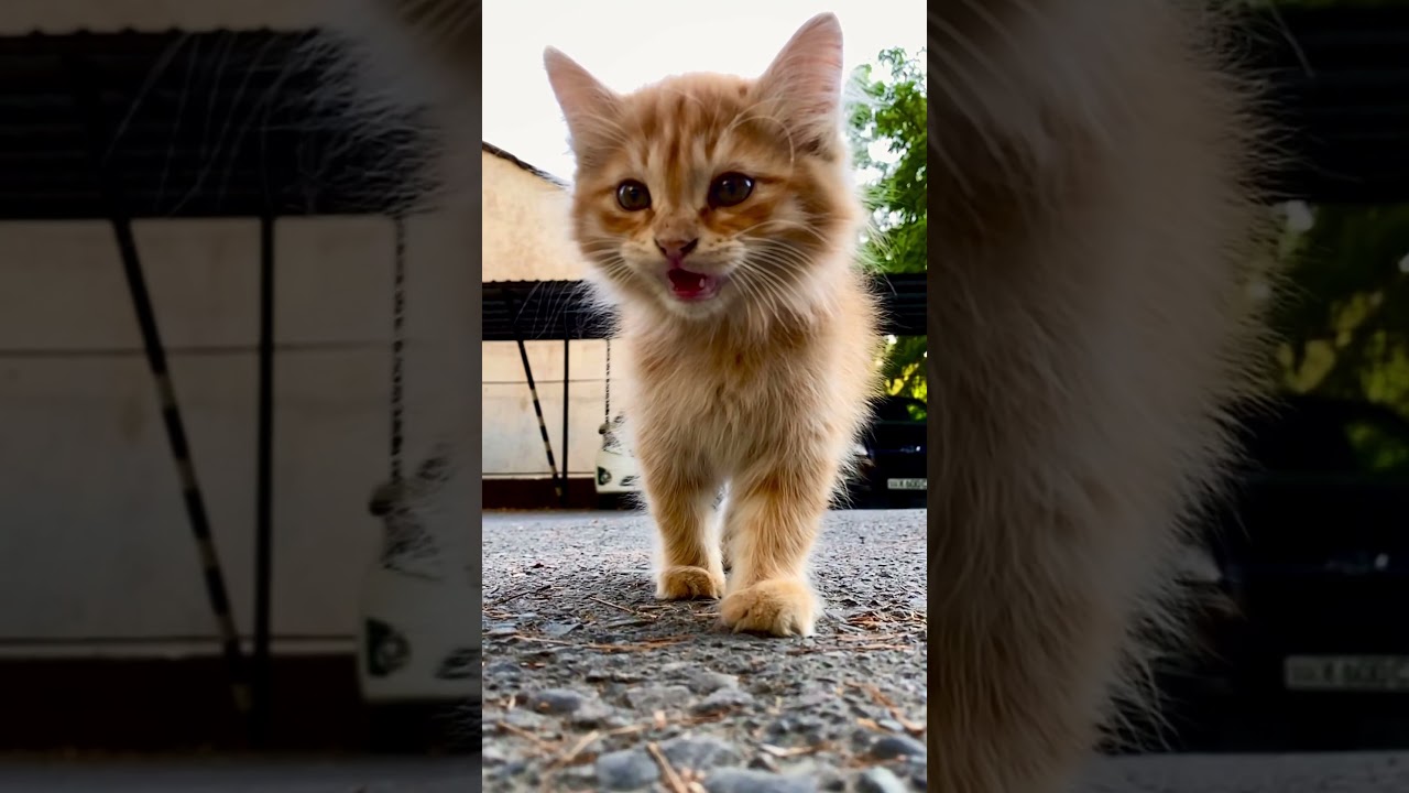 Super cute kitten #cat #shorts #animaladventure  #interestingfacts