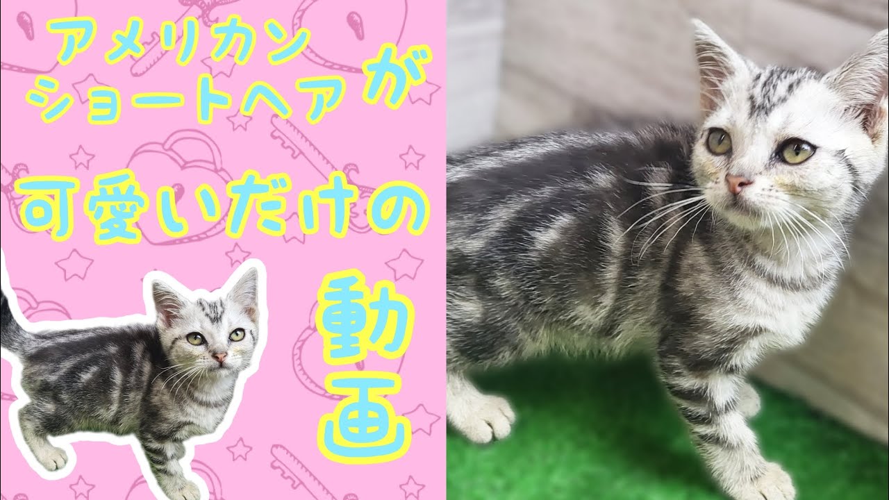 アメリカンショートヘア・子猫【厚木下荻野店】