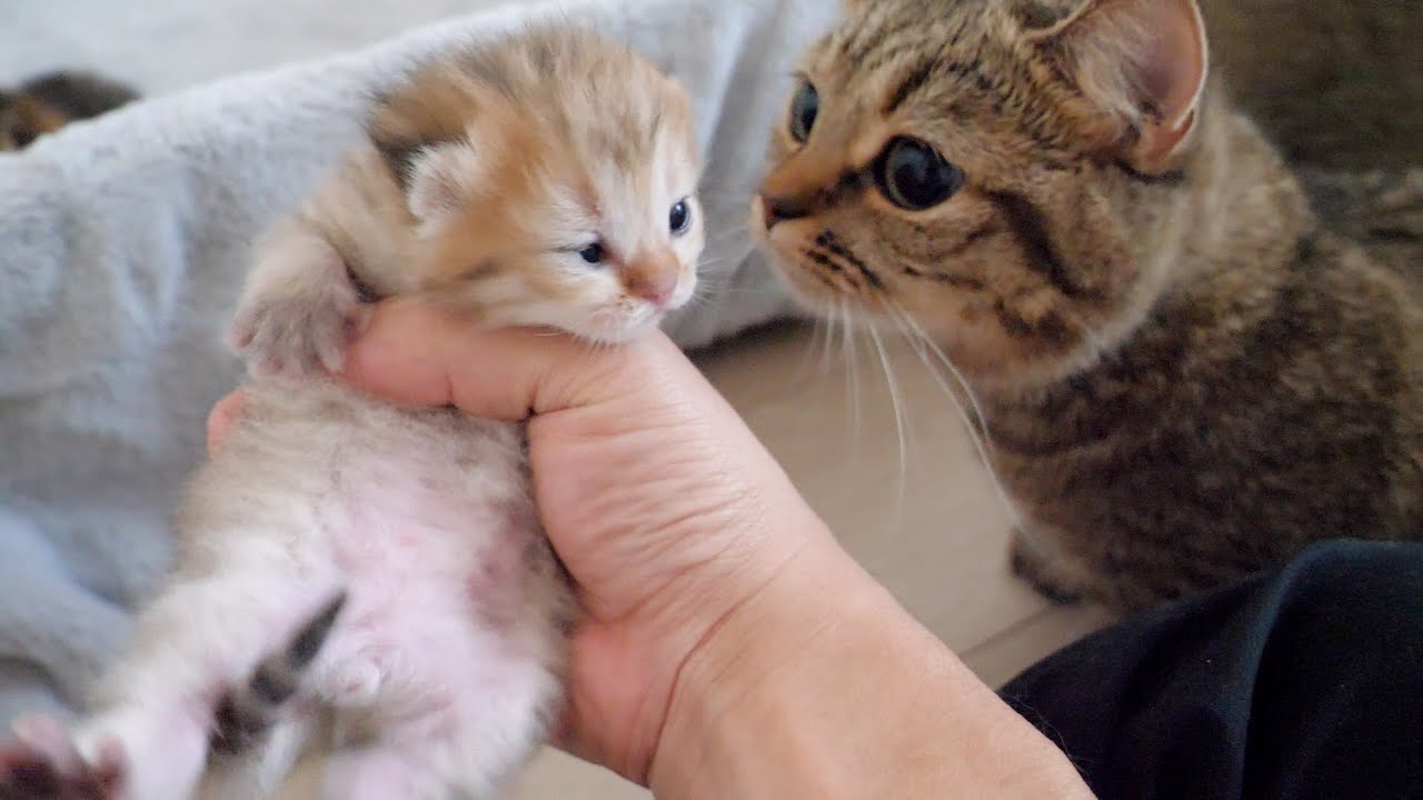 Kitten with eyes open is too cute